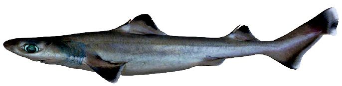 Centrophorus granulosus_07.jpg